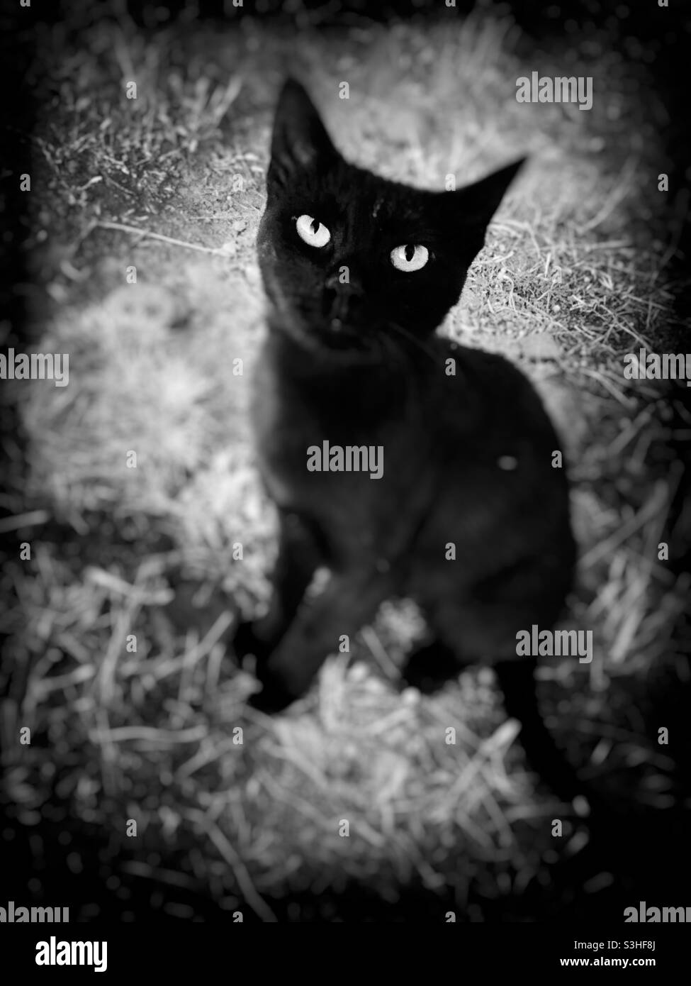 Black cat sitting on grass - Smartphone Captured Stock Image