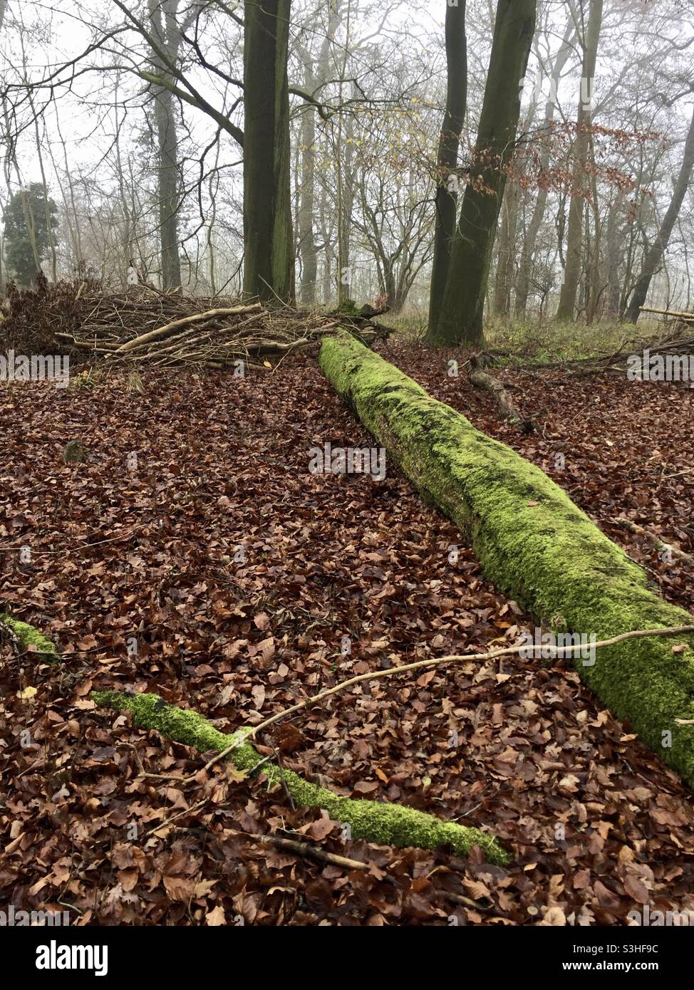 Fallen tree covered in green moss on a bed of rusty brown leaves in Wendover Woods, South England Stock Photo