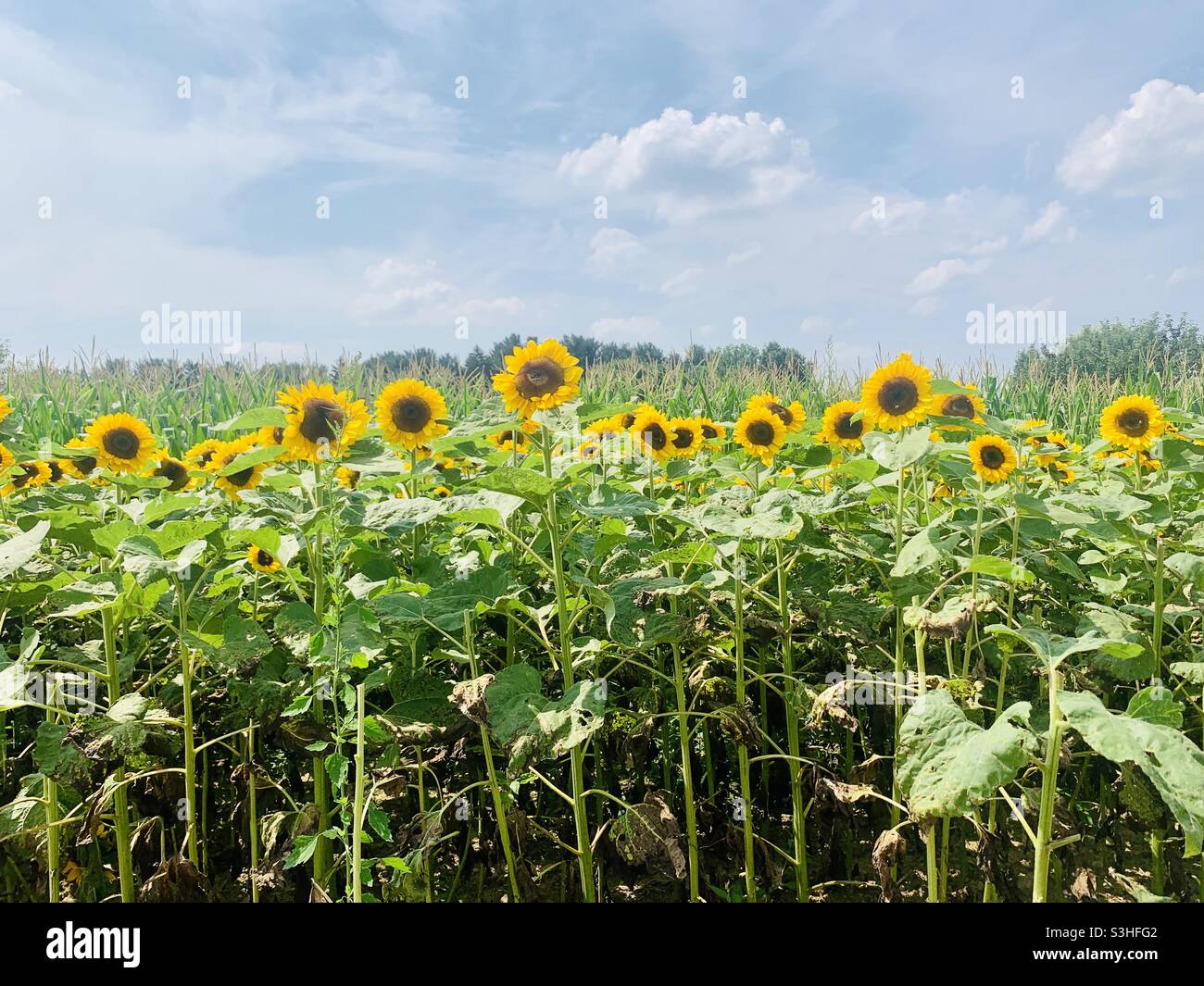 sunflower season upstate NY Stock Photo Alamy