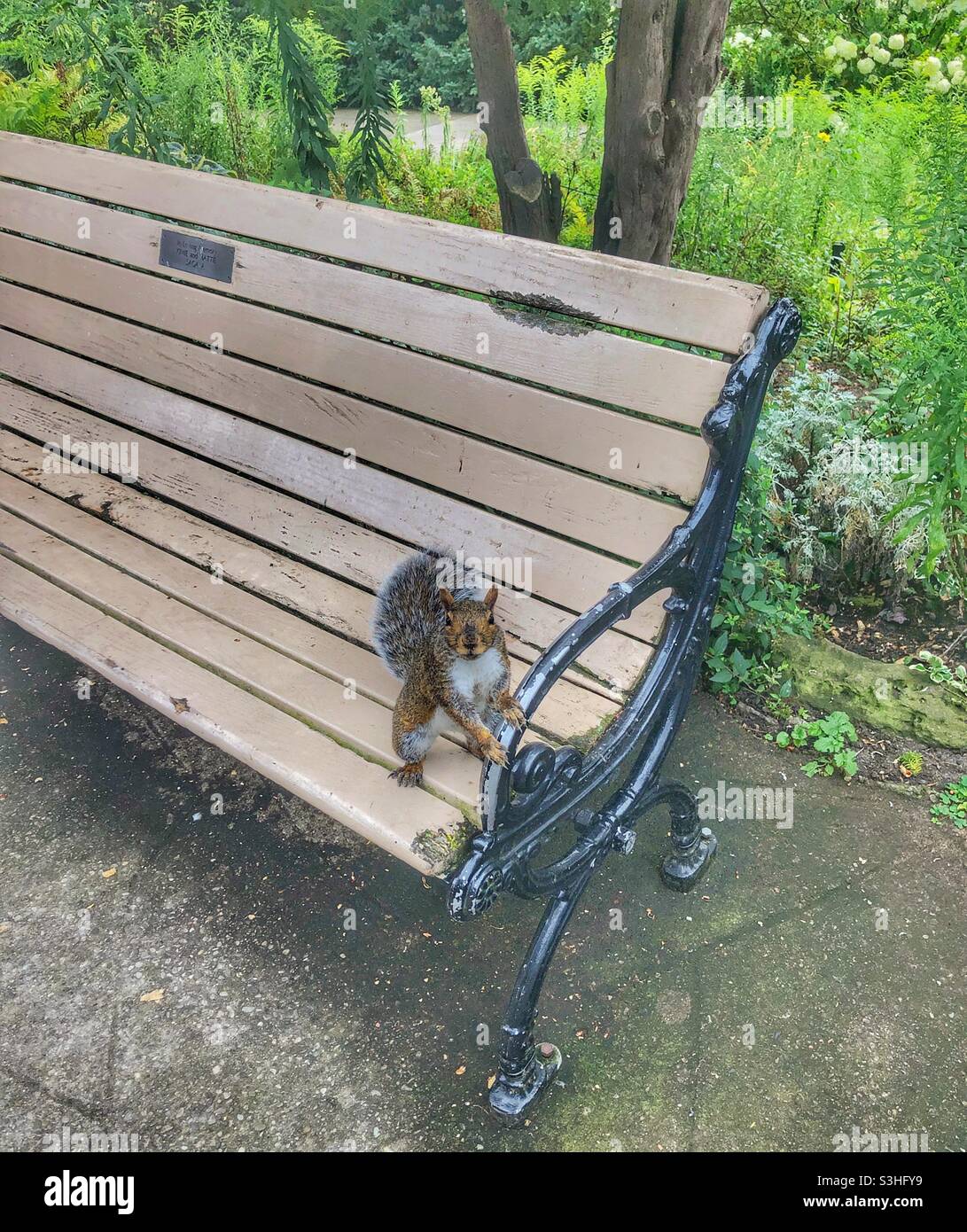A curious squirrel sitting on a park bench. - Smartphone Captured Stock Image
