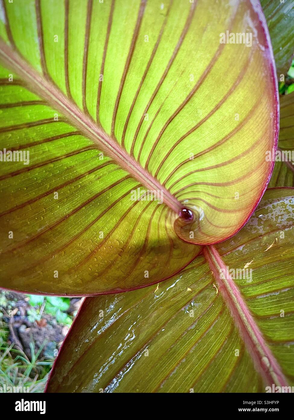 Canna Lily leaves - Smartphone Captured Stock Image
