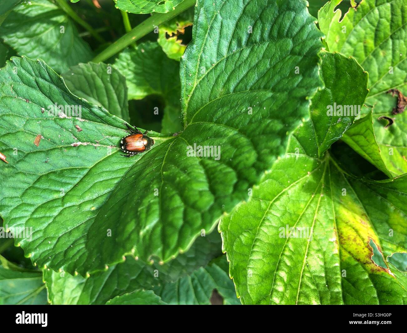 A tiny shiny bronze coloured insect resting on a lush green leaf. - Smartphone Captured Stock Image