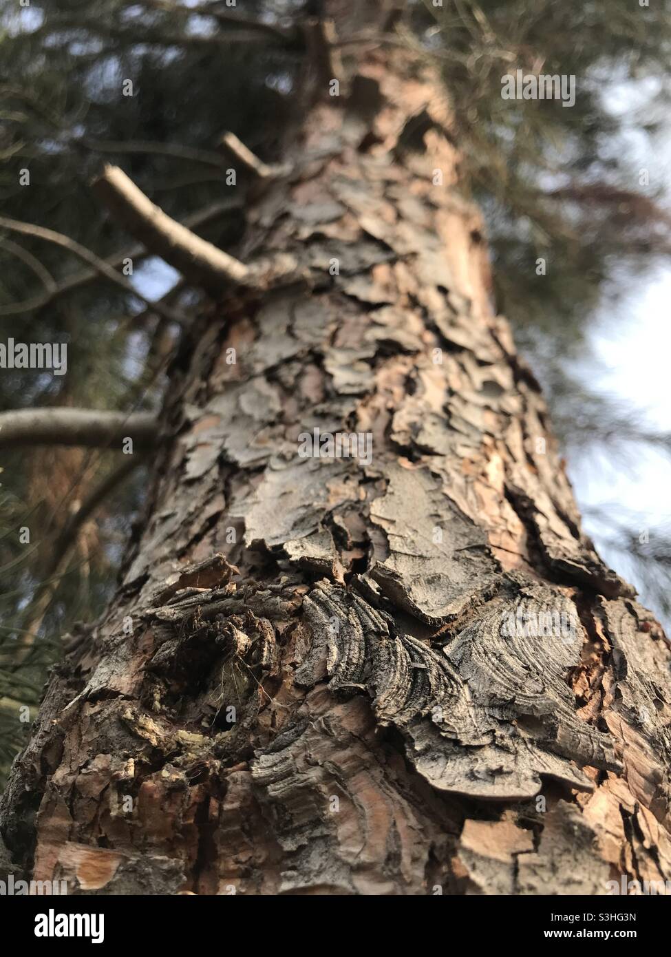 Fir tree Stock Photo