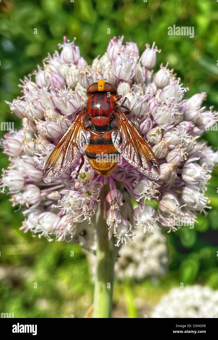 Hornet hoverfly pollinating leak flower head - Smartphone Captured Stock Image
