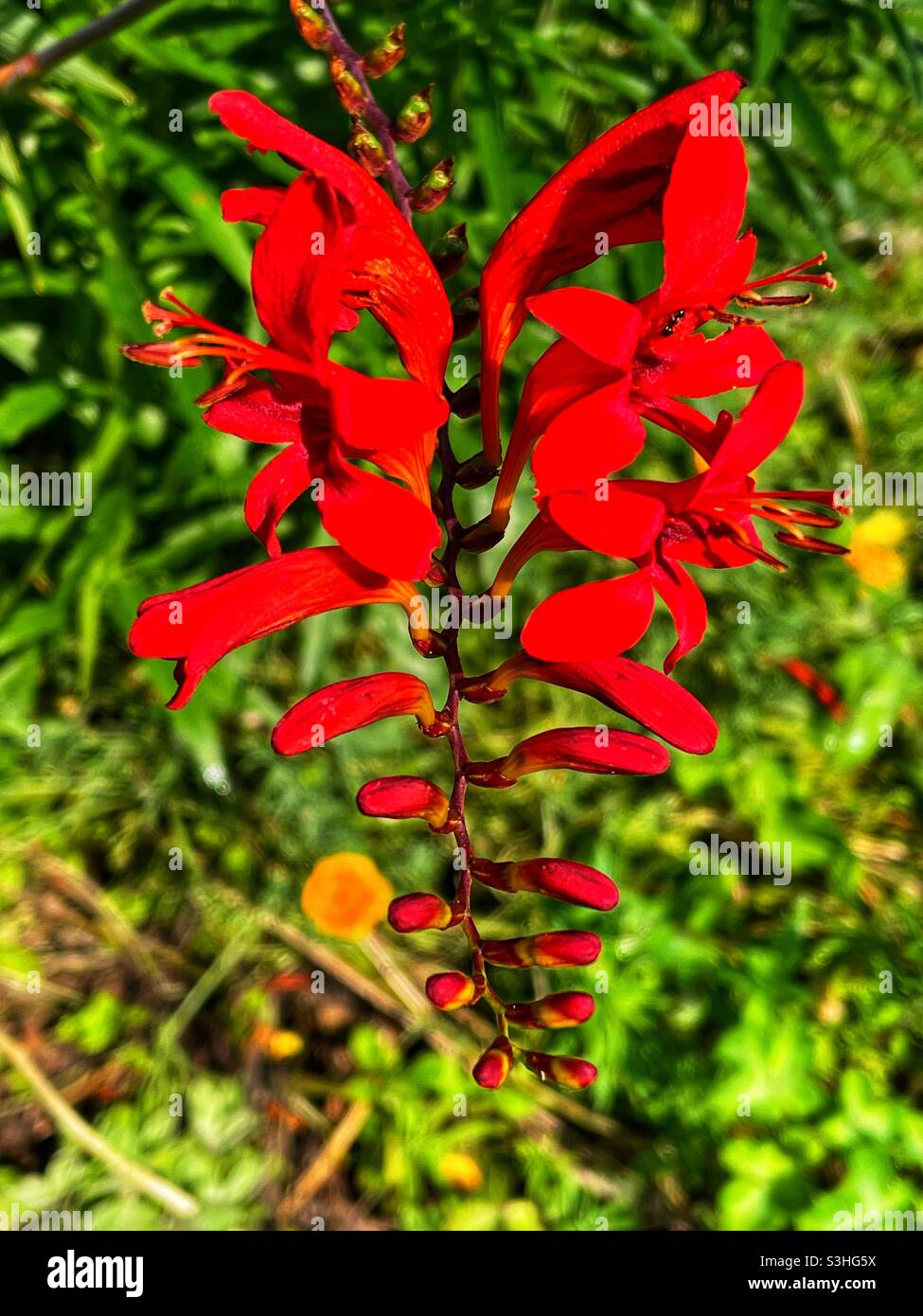 Bright red Crocosmia lucifer flower with green background Stock Photo