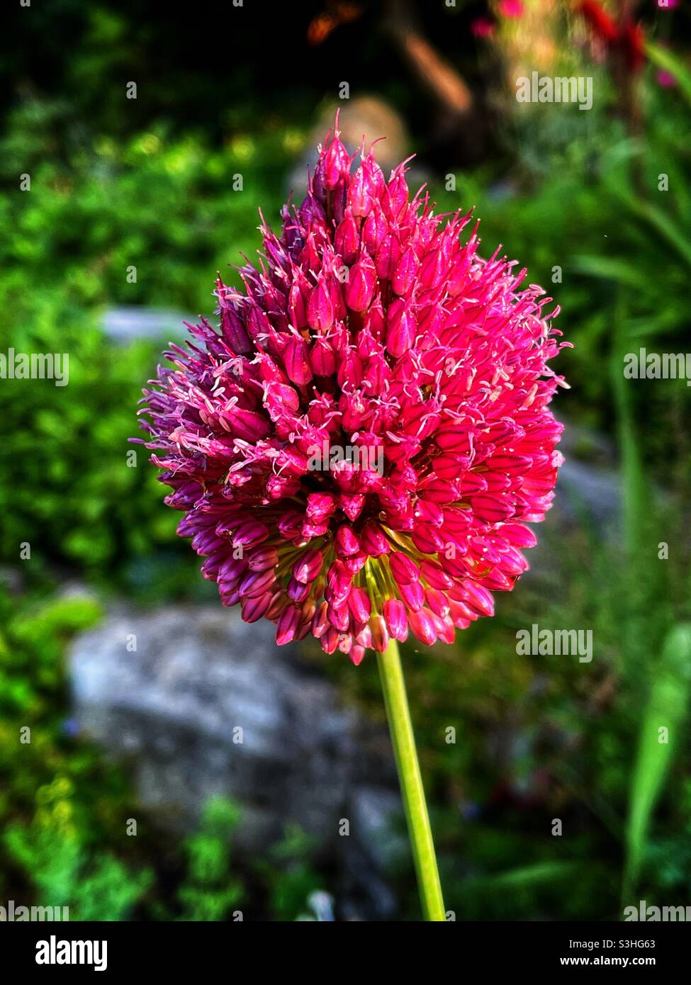 Agapanthus flower head Stock Photo