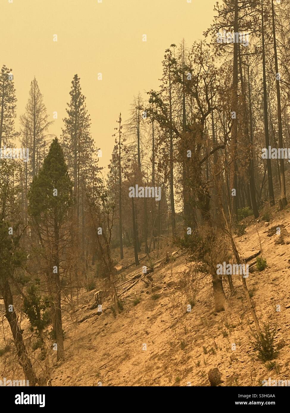 Just outside of Quincy, California the smoke from the Dixie fire turns the sky yellow. Stock Photo