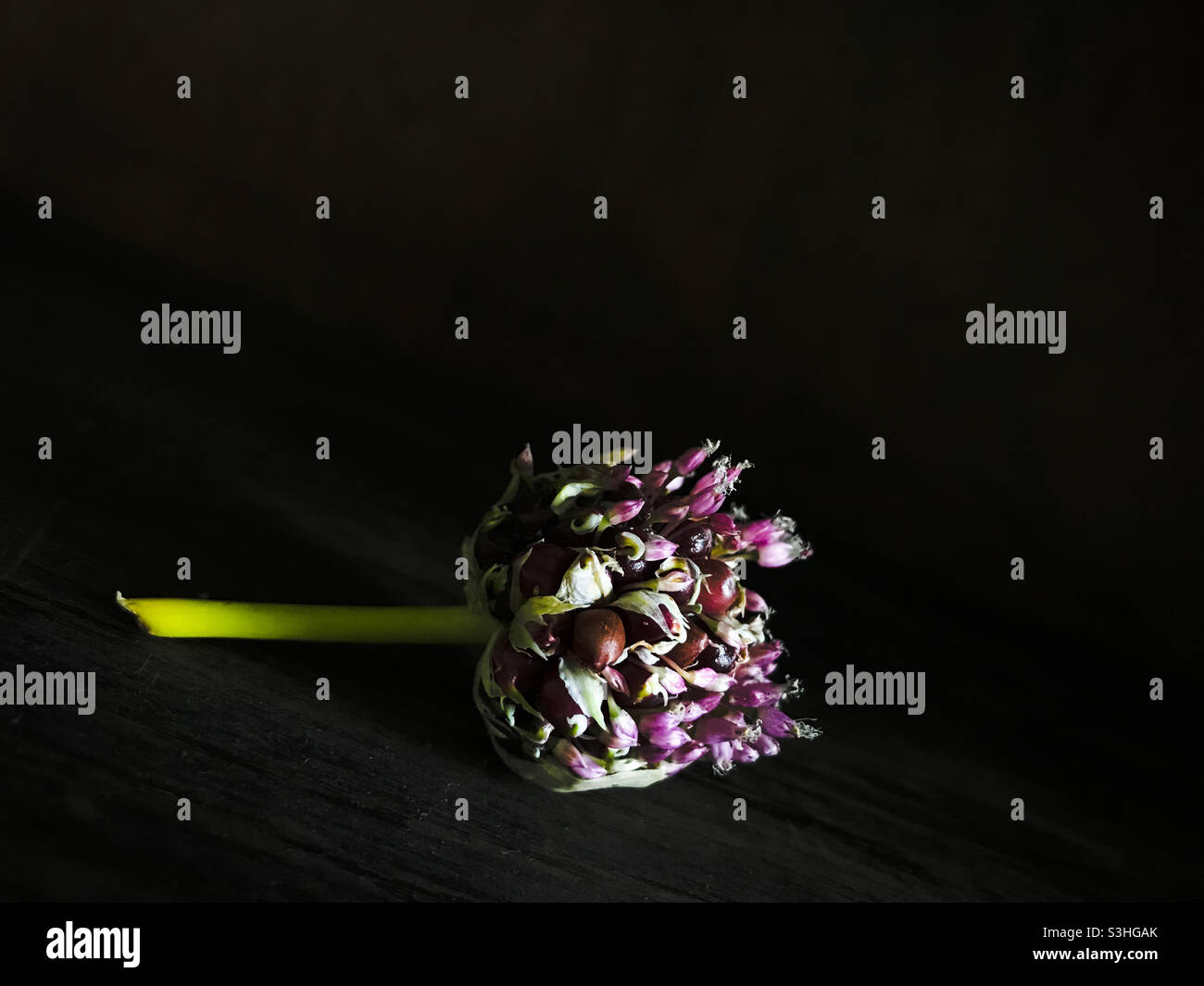 Garlic seed flower Stock Photo Alamy