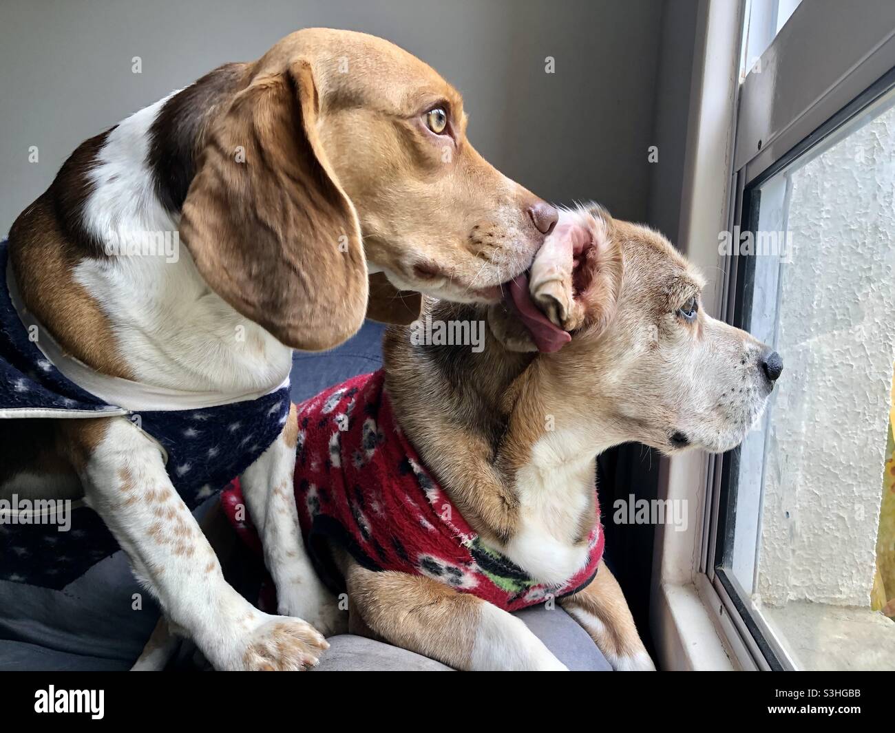 Beagle dogs looking out the window in winter day Stock Photo