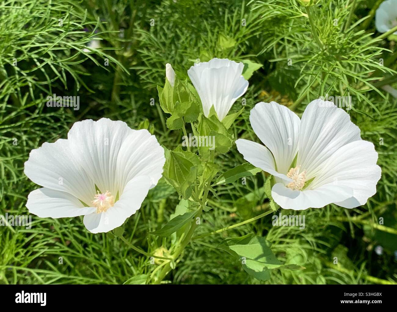 Malope trifida ‘Alba’ flowers in a London garden. Stock Photo
