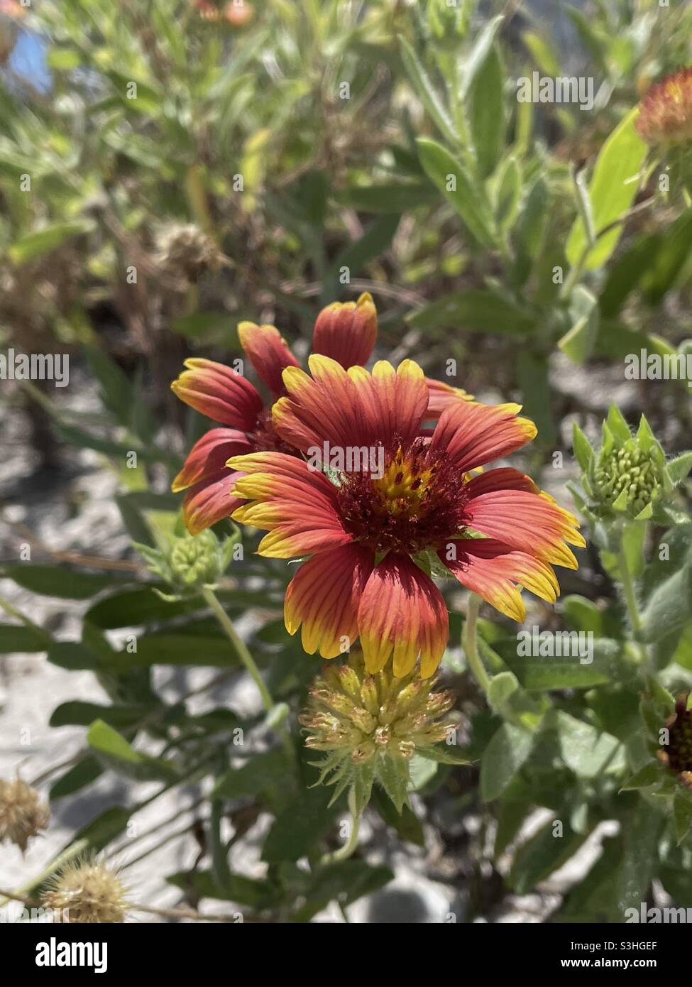 Blanket flower or also called Gaillardia blooming on Florida beach - Smartphone Captured Stock Image