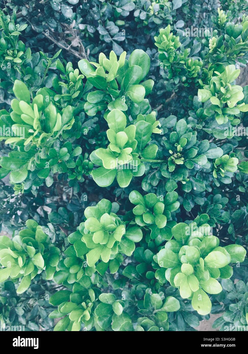 Aglaia odorata in the garden Stock Photo