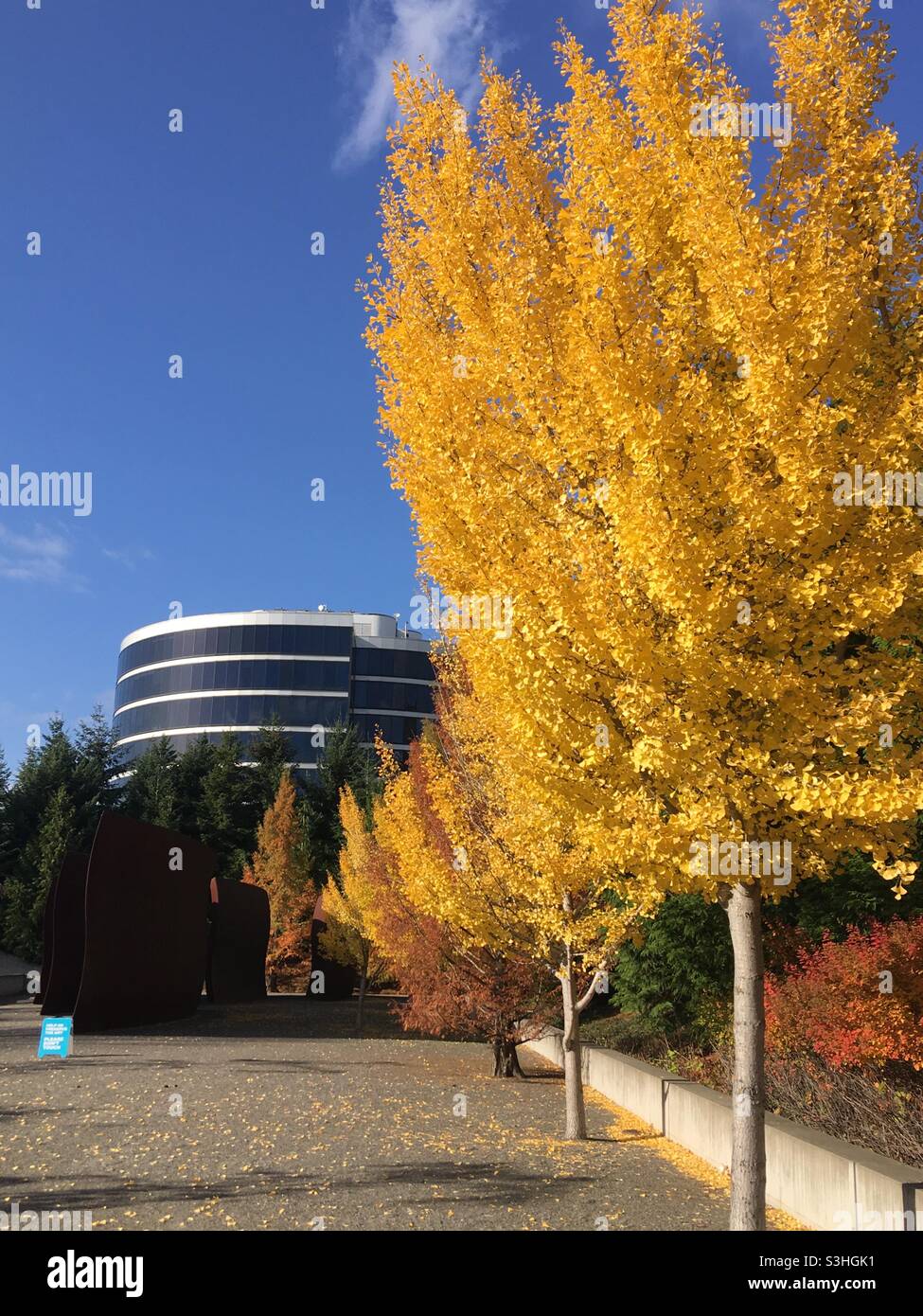 Autumn Fall Trees Leaves at Olympic Sculpture Park Seattle Washington Stock Photo