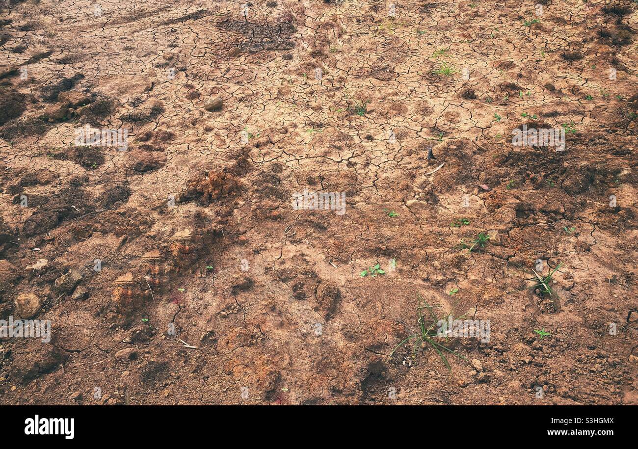 Dry and cracked soil on earth surface caused by climate changes Stock Photo