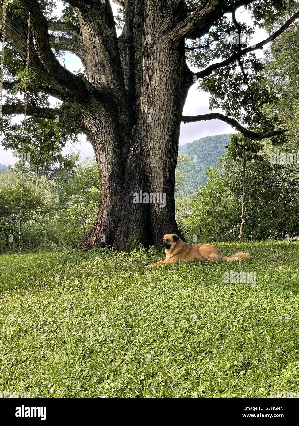 Dog under tree hi-res stock photography and images - Alamy