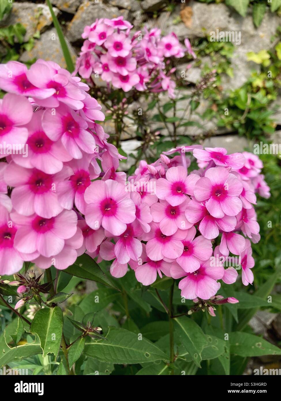 Pink phlox flowers Stock Photo