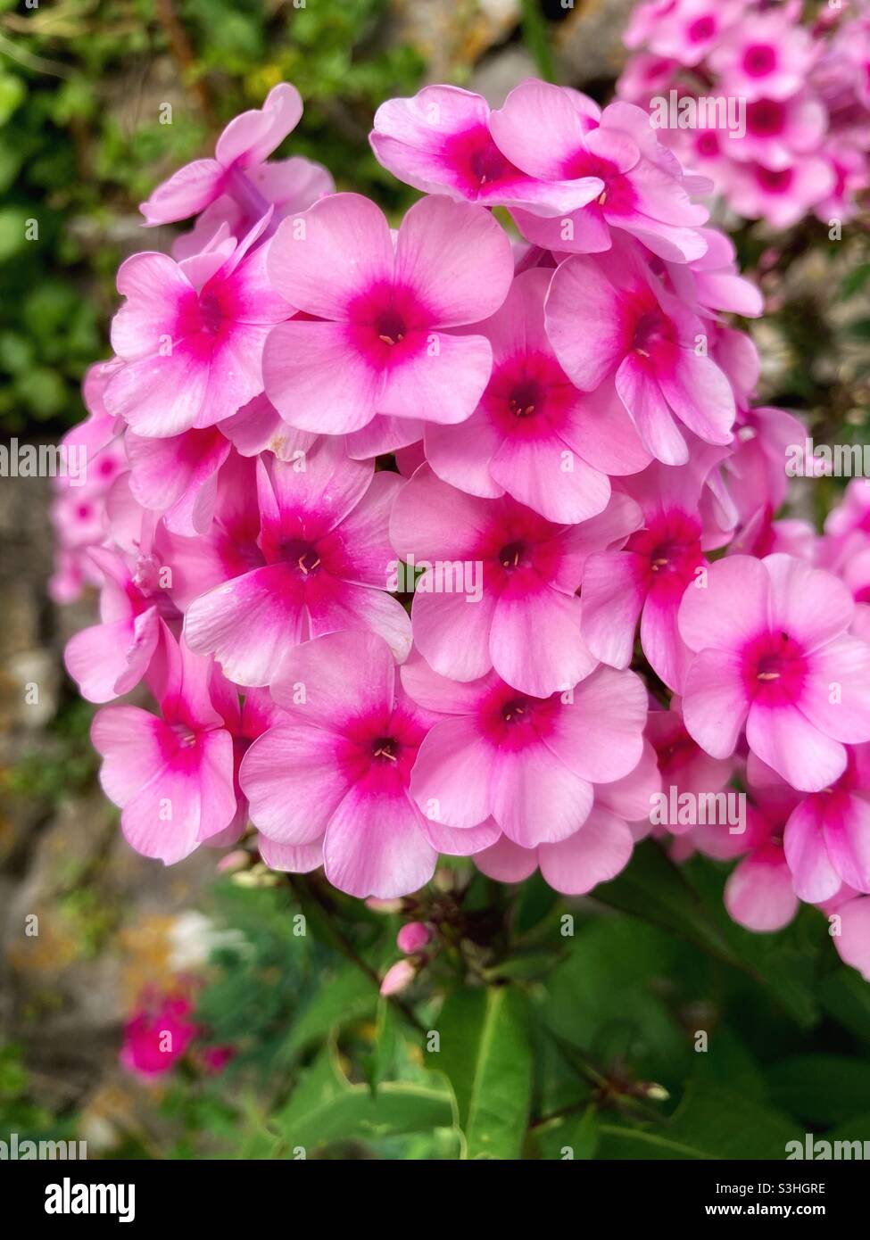 Pink phlox flowers, Somerset garden, England, UK - bright pink flower Stock Photo