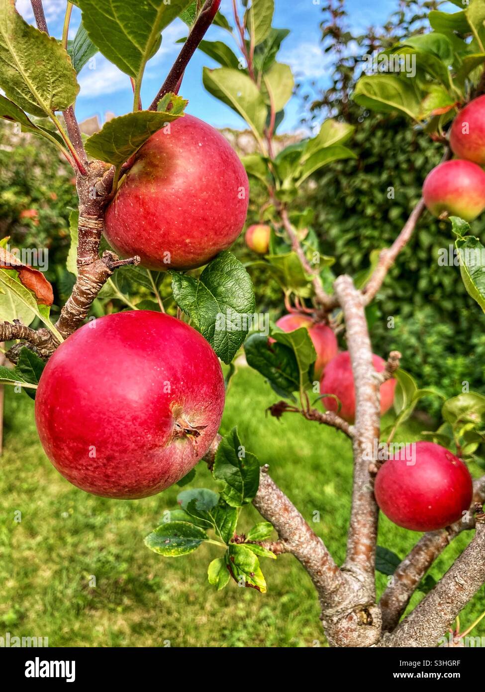 Red apples on a tree in a garden orchard- England , UK - apples on a tree - red apple tree - British produce- fruit - fruit tree - ripe apples Stock Photo