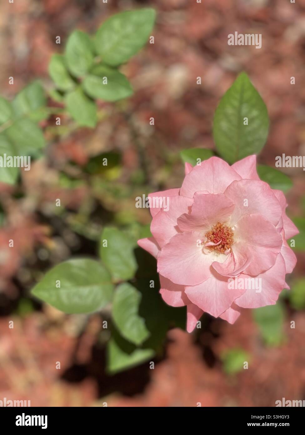 tailwind 4 china rose