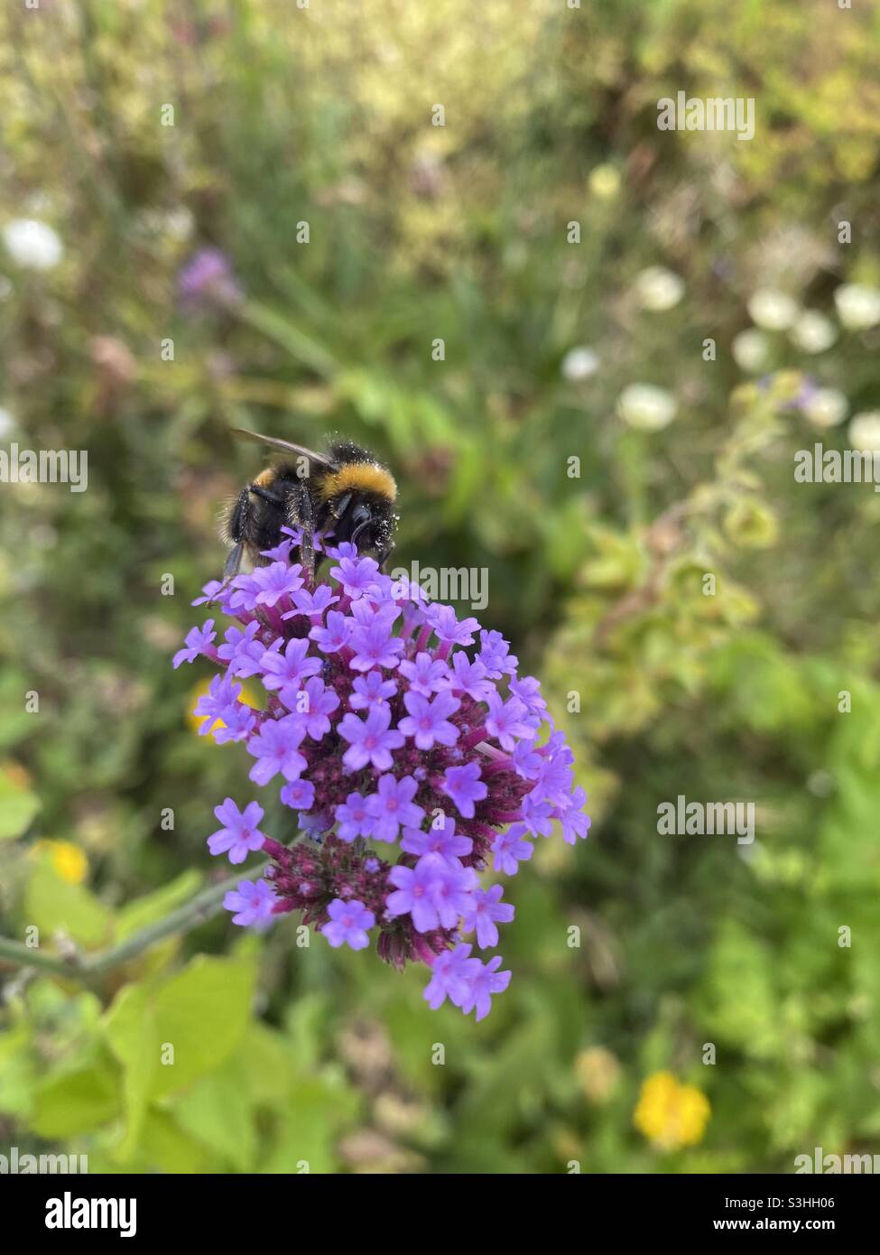 Bumble Bee collecting pollen from flower Stock Photo