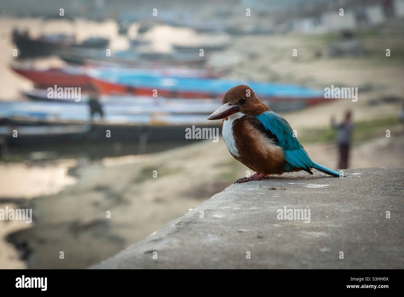 Kingfisher on the bank of river Ganges - Smartphone Captured Stock Image