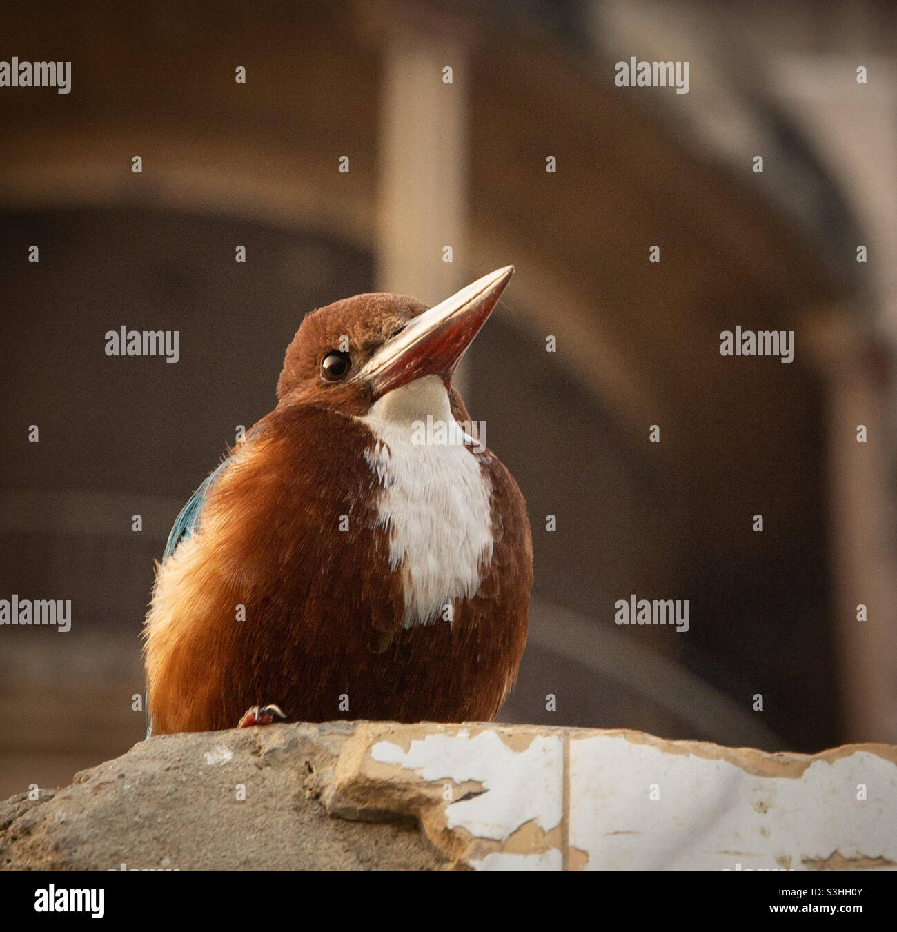 Kingfisher sitting near river Ganges, India - Smartphone Captured Stock Image