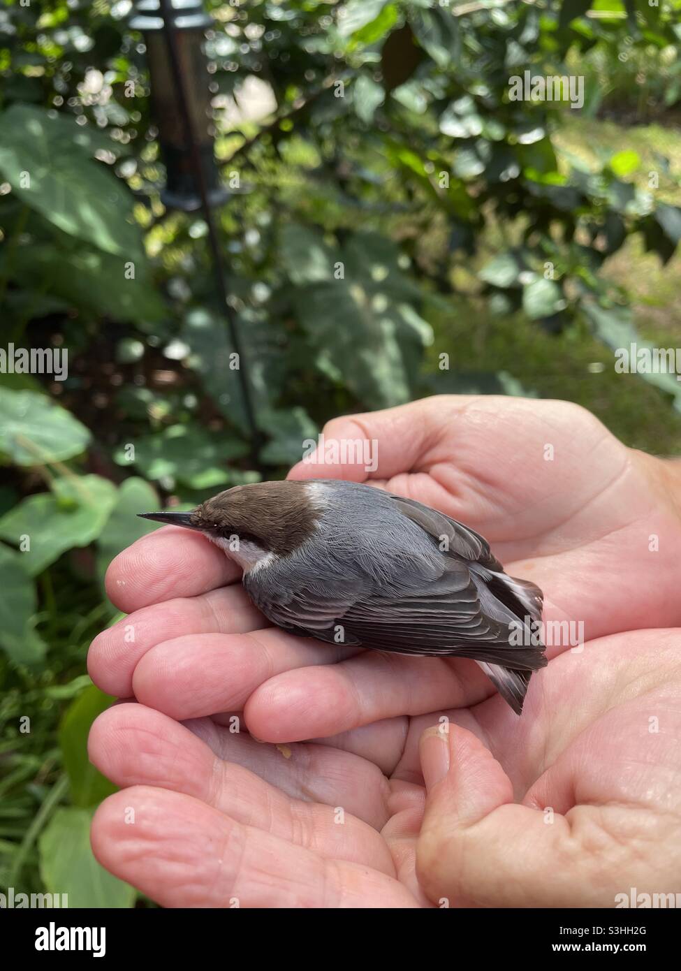 Tiny nuthatch in hands Stock Photo