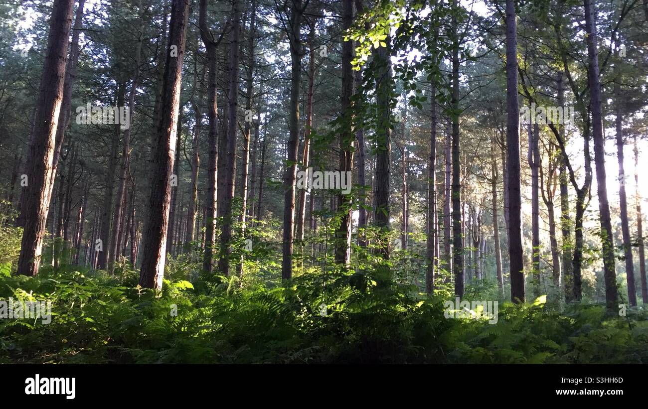 Dappled evening light in forest - Smartphone Captured Stock Image