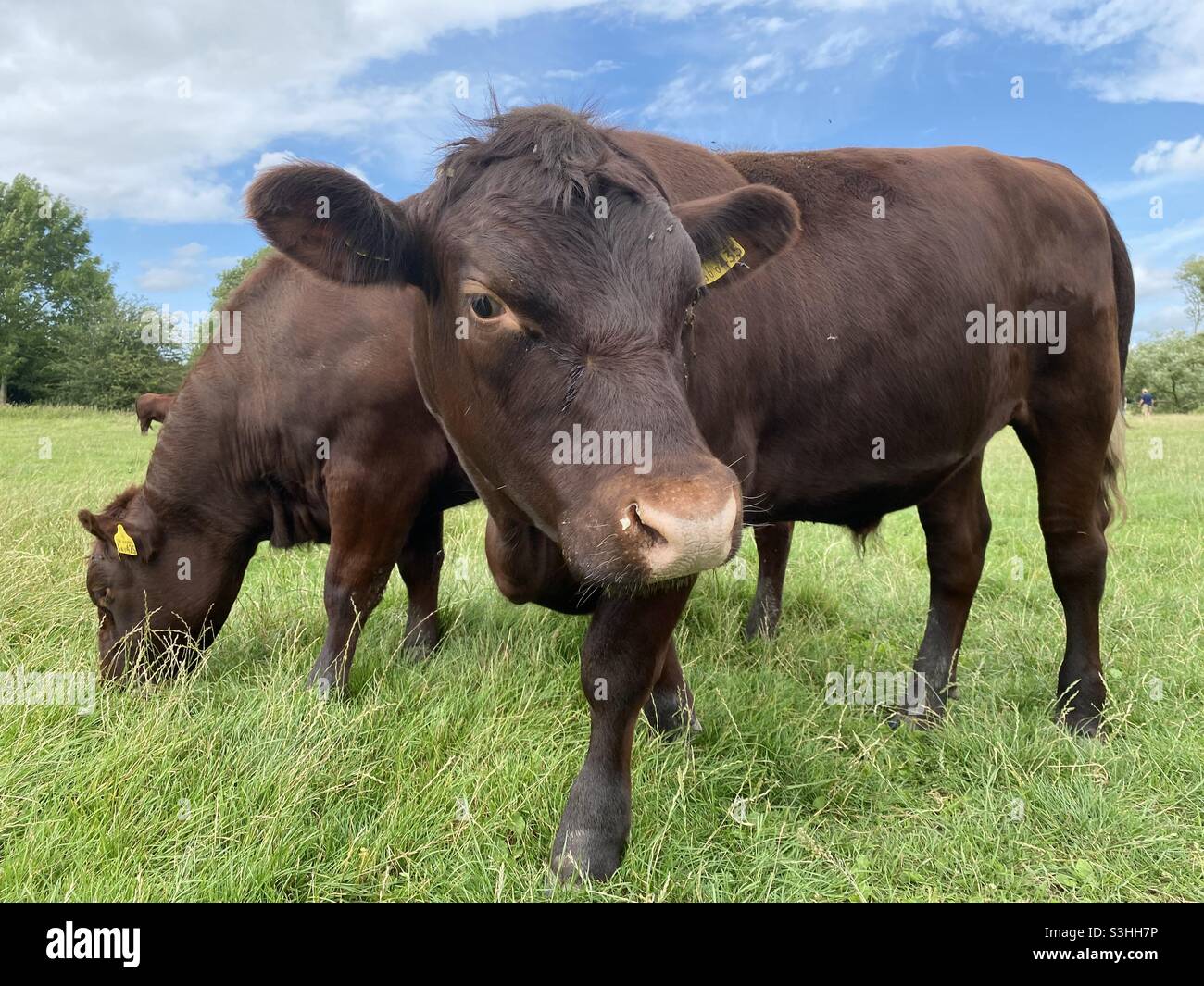 Red poll beef cattle grazing on a common in Granchester - Smartphone Captured Stock Image
