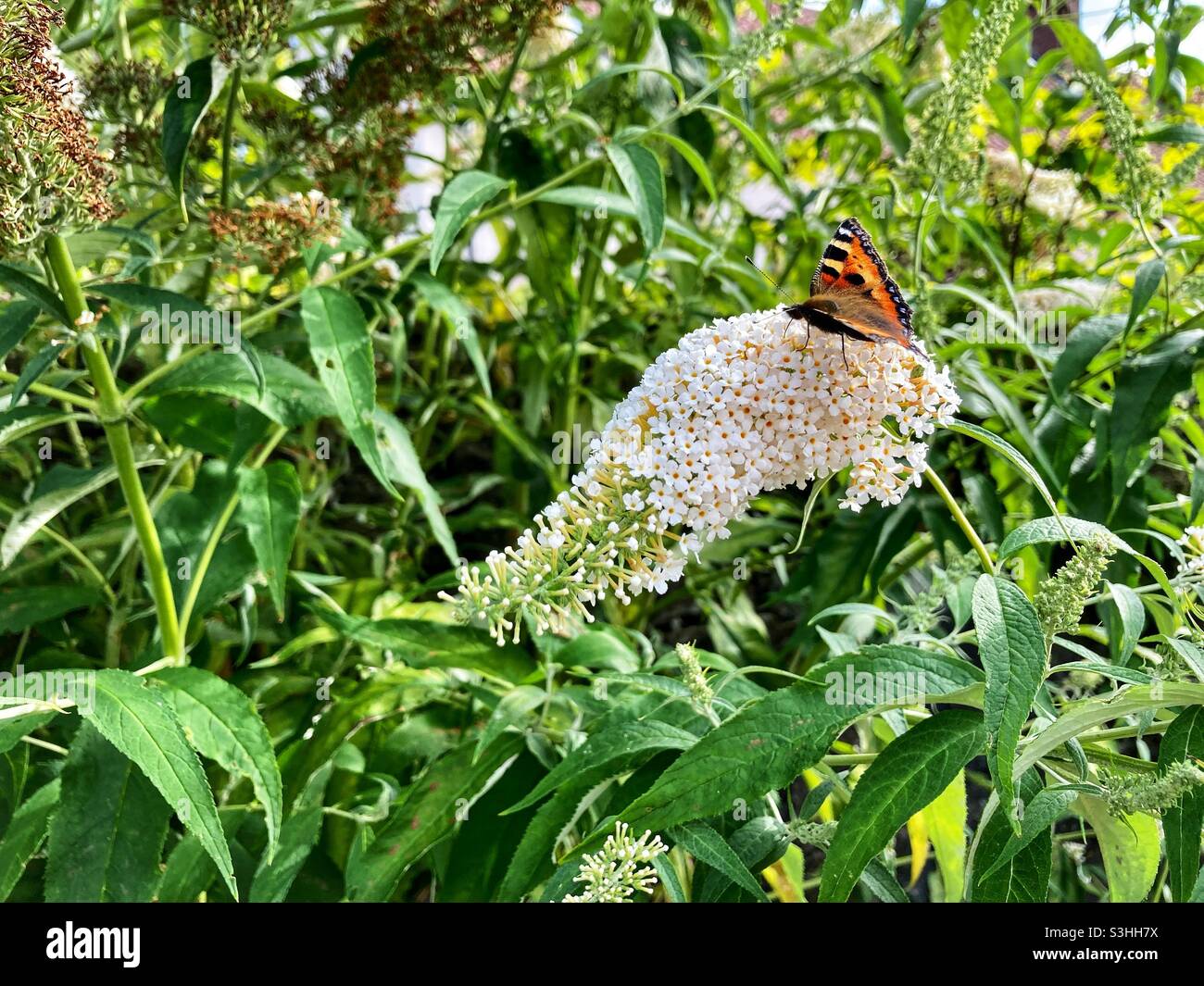 Small tortoiseshell butterfly- aglais urticae- in a Somerset garden on a white buddleia Stock Photo