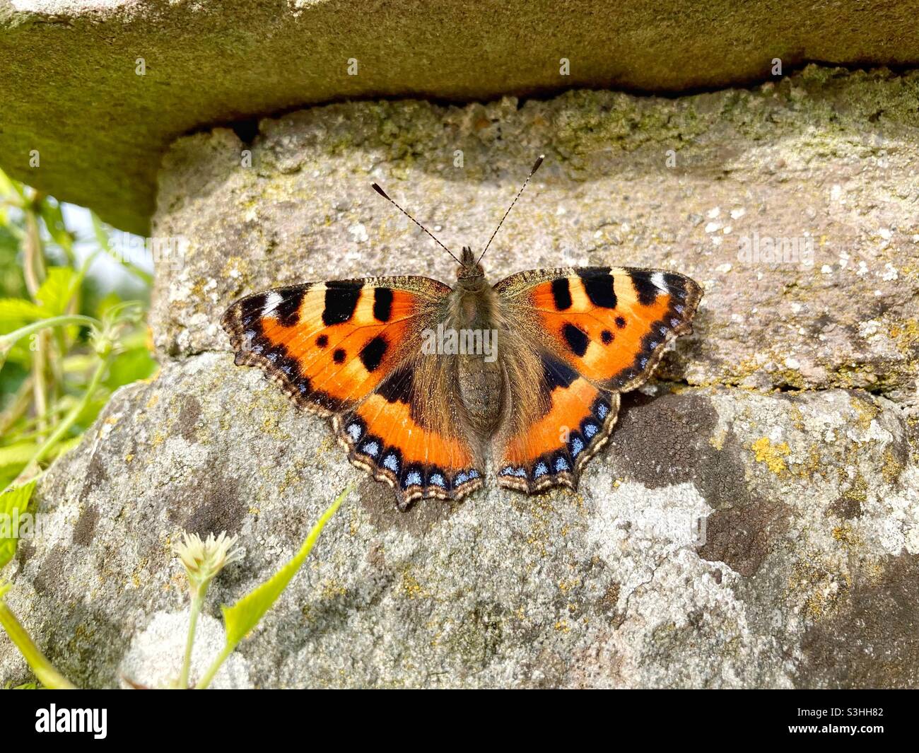 Small tortoiseshell butterfly, Somerset Stock Photo