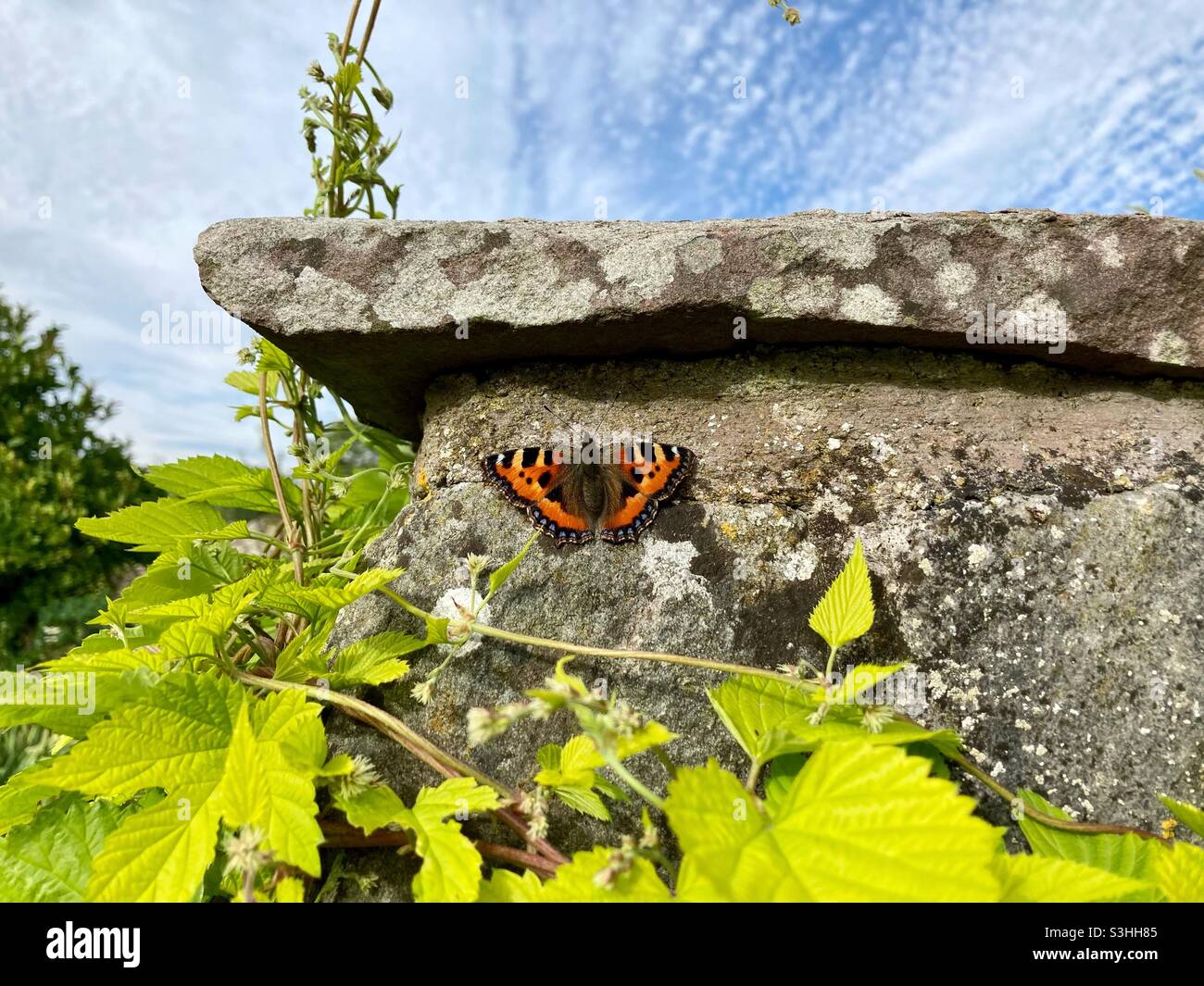 Small tortoiseshell butterfly- aglais urticae- Somerset  garden, UK - English garden Stock Photo