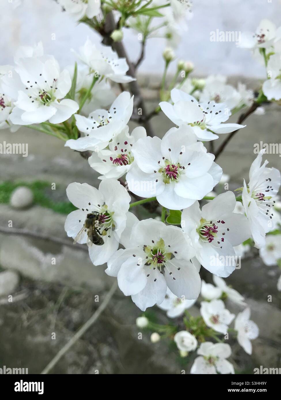 Almond blossom Stock Photo