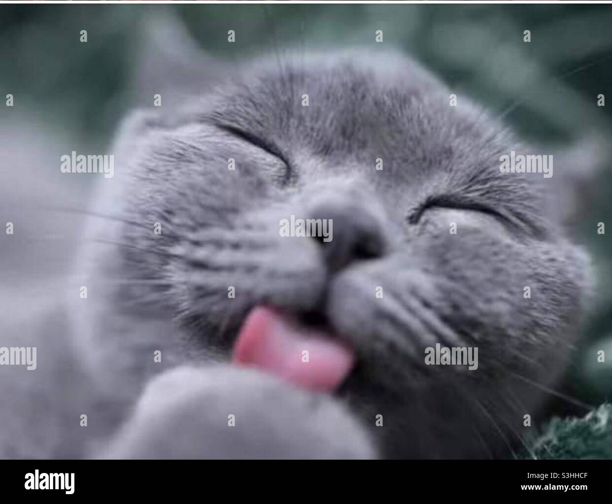 Kitty, mighty pleased with herself. A mischievous cat probably gloating over some trick she pulled off. - Smartphone Captured Stock Image