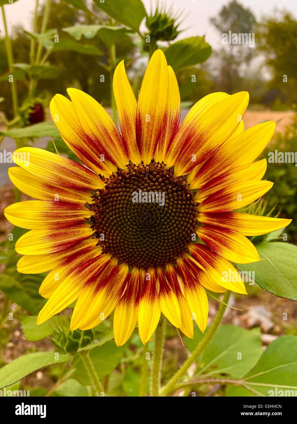 Ring of Fire Sunflower Stock Photo