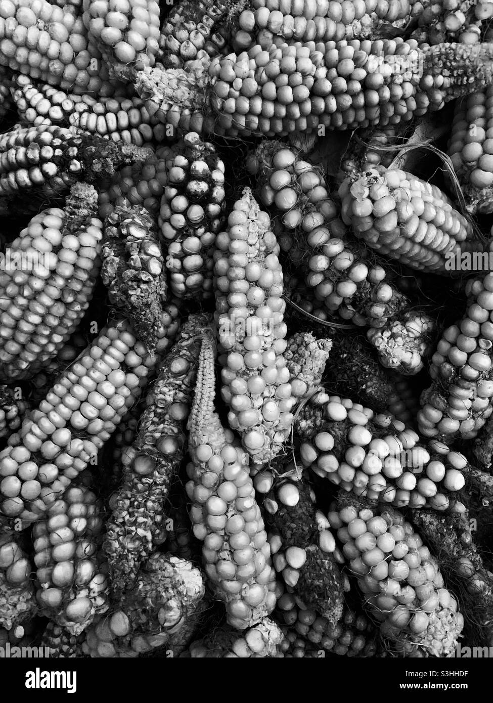 Corn Stock Photo