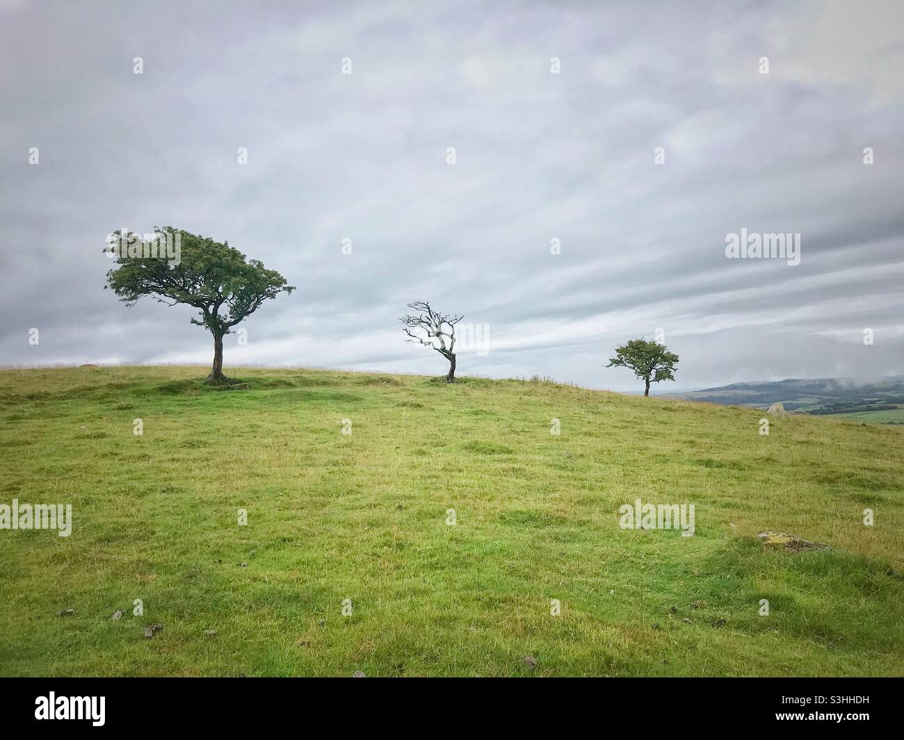 Three windswept trees - Smartphone Captured Stock Image Three windswept trees - Smartphone Captured Stock Image