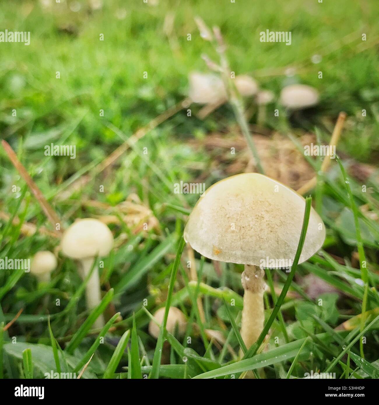 Close up of fungi in a field - Smartphone Captured Stock Image