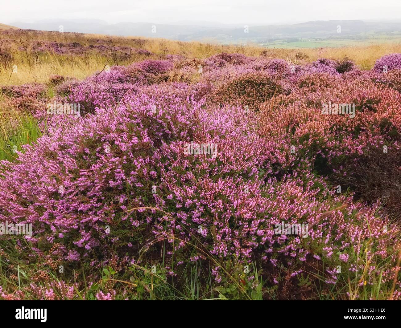 Flowering heather on the Cumbrian fells - Smartphone Captured Stock Image