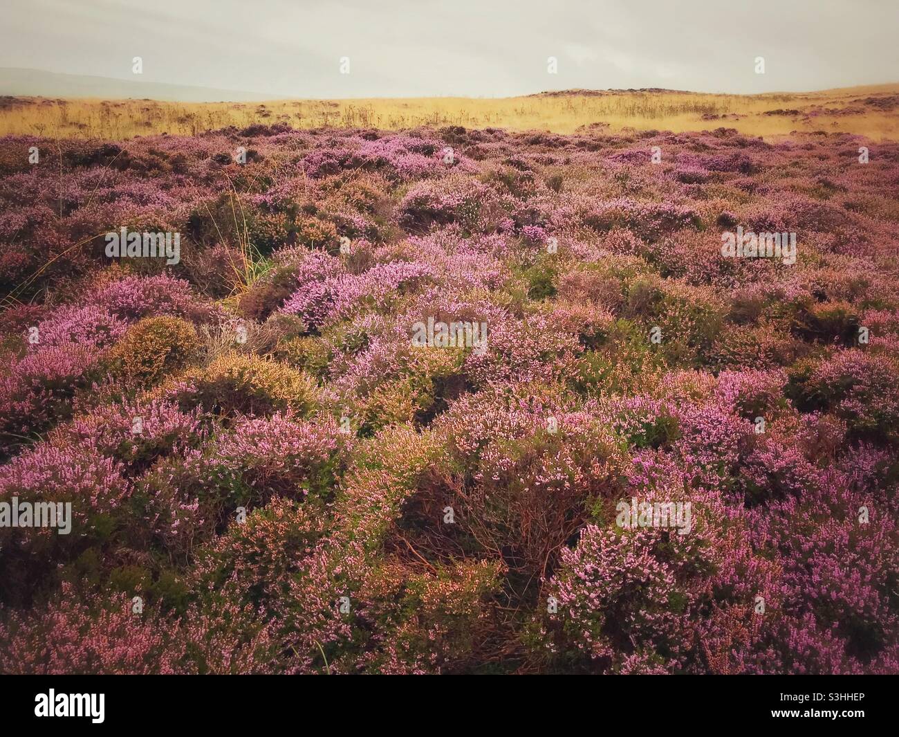 Heather in flower on the Lake District fells - Smartphone Captured Stock Image