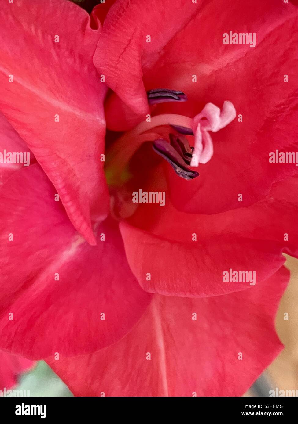Close up of a red gladioli Stock Photo