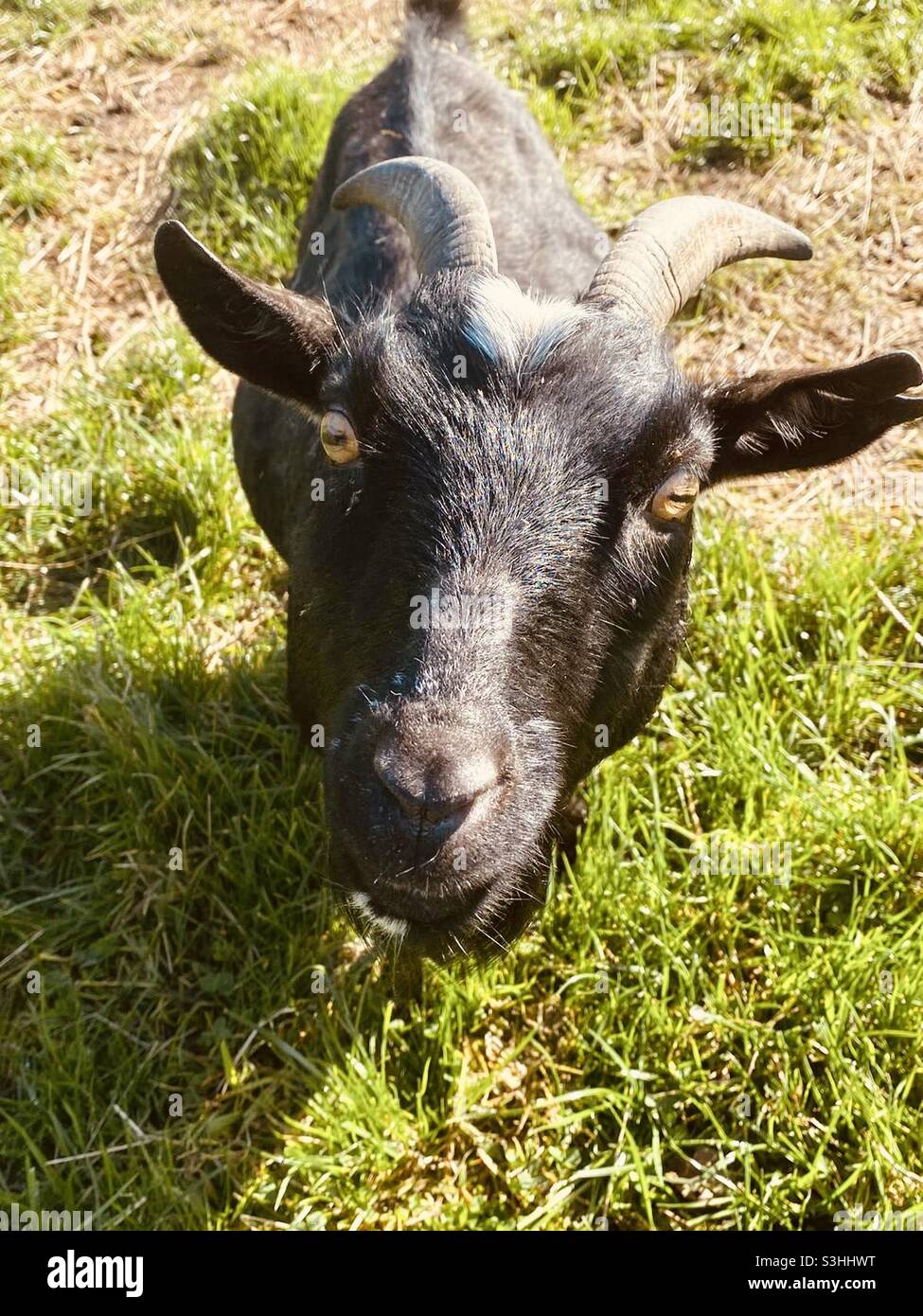 Goat and his rectangular pupils Stock Photo - Alamy