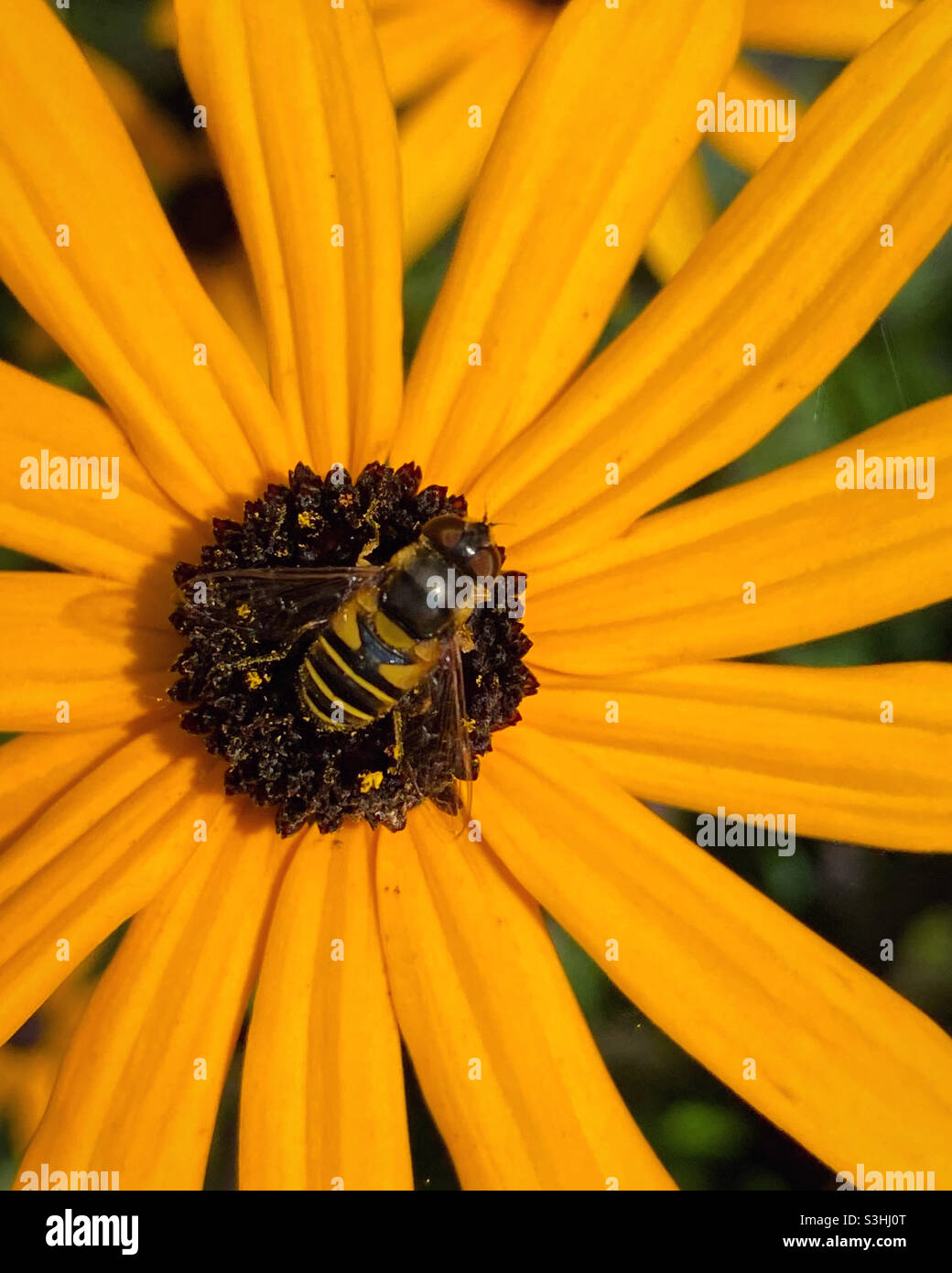 Closeup of bee on Black Eyed Susan flower Stock Photo