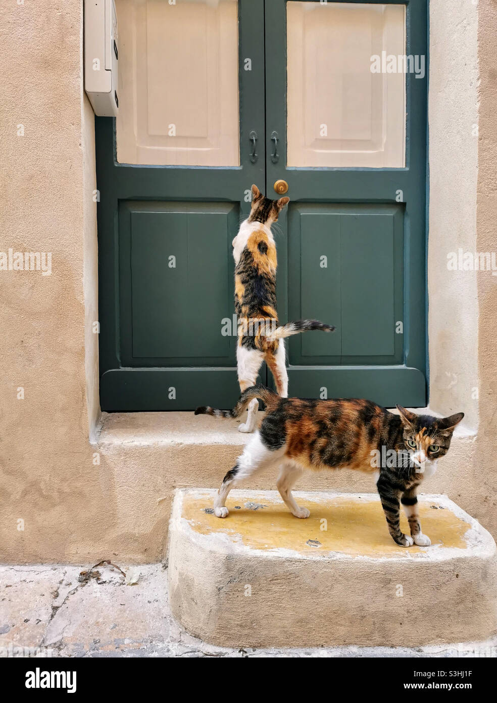 Cat in sale front of door