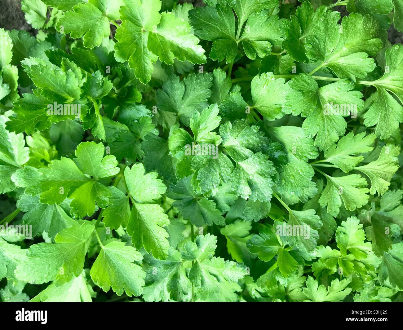 Green parsley Stock Photo