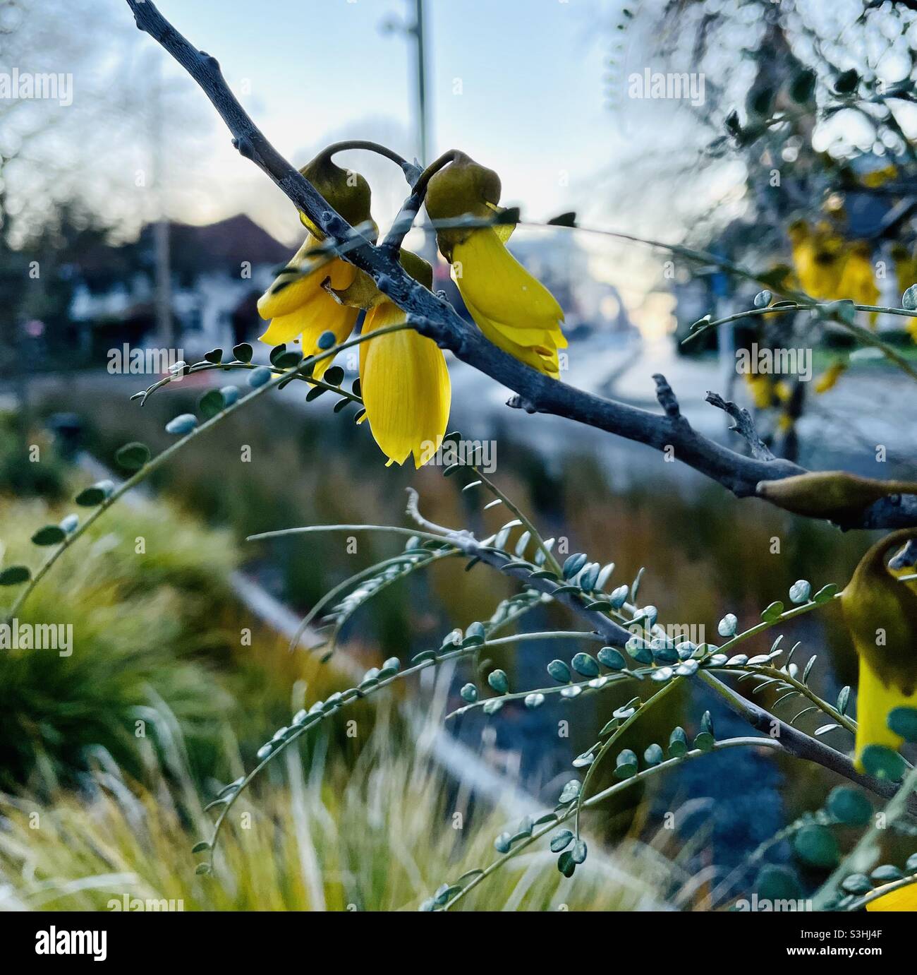 Kowhai flowers on a tree in central Christchurch New Zealand Stock Photo
