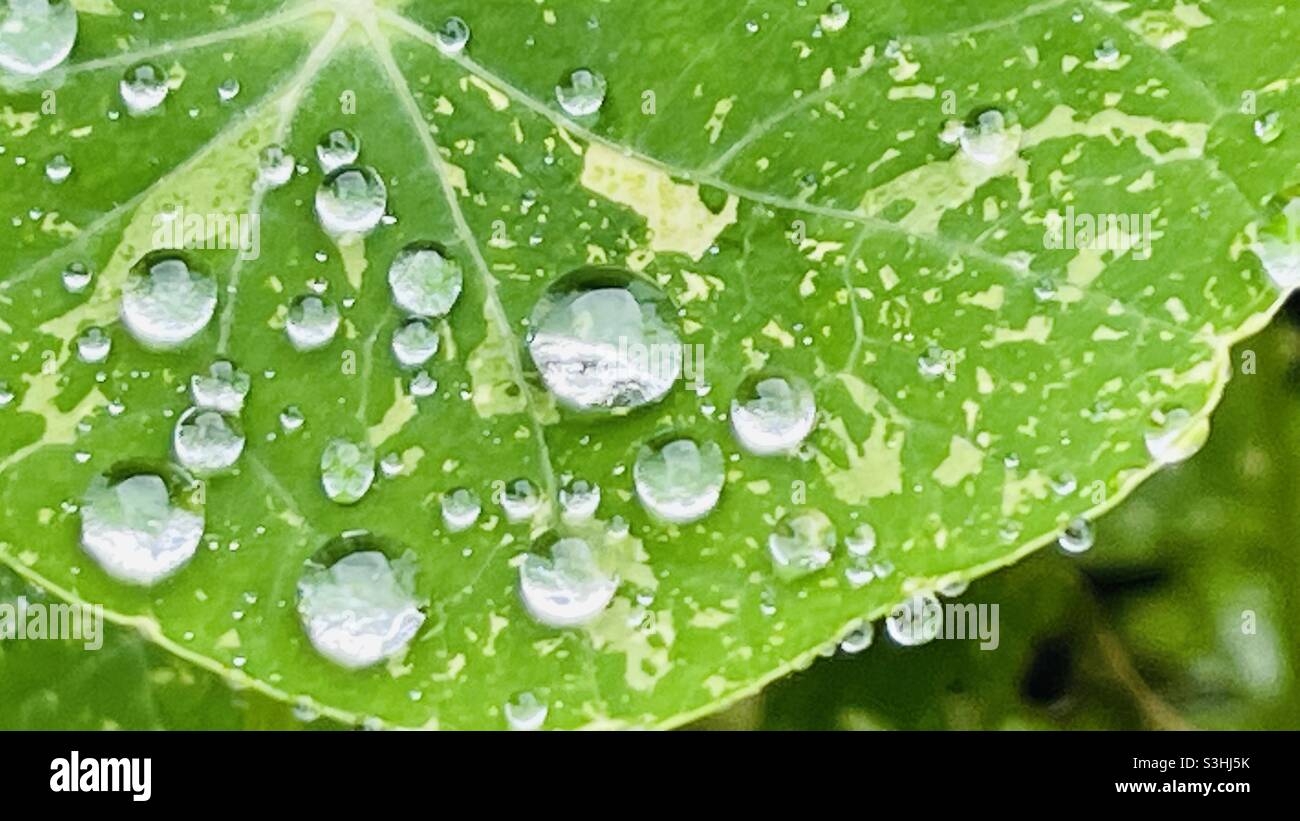 Raindrops sparkling like diamonds on a leaf Stock Photo