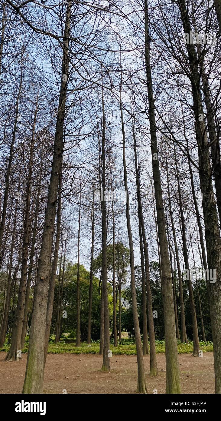 Trees - Smartphone Captured Stock Image