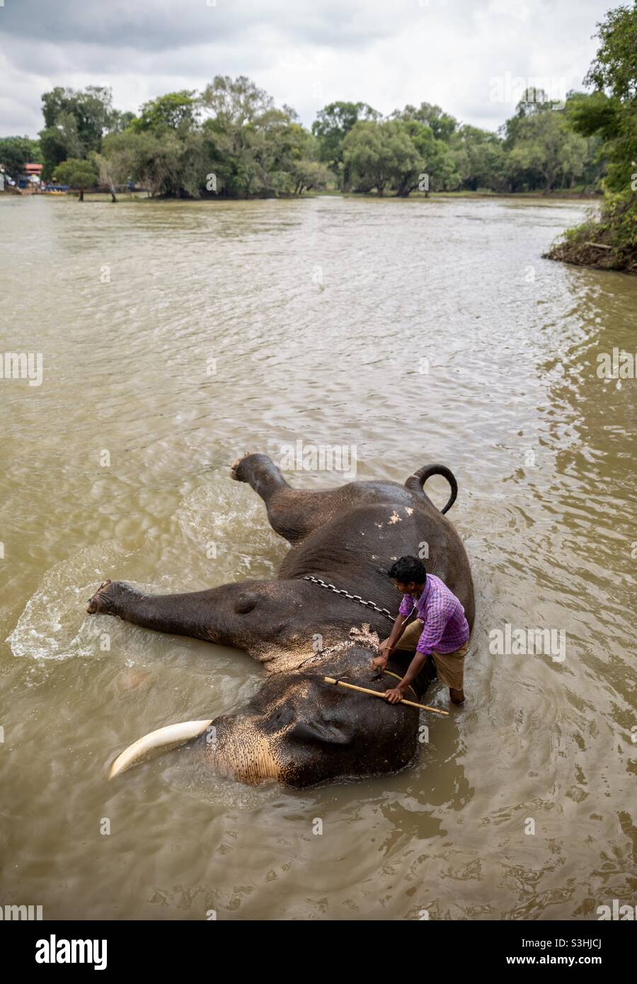 Domesticated elephant taking bath in river, Karnataka, India - Smartphone Captured Stock Image