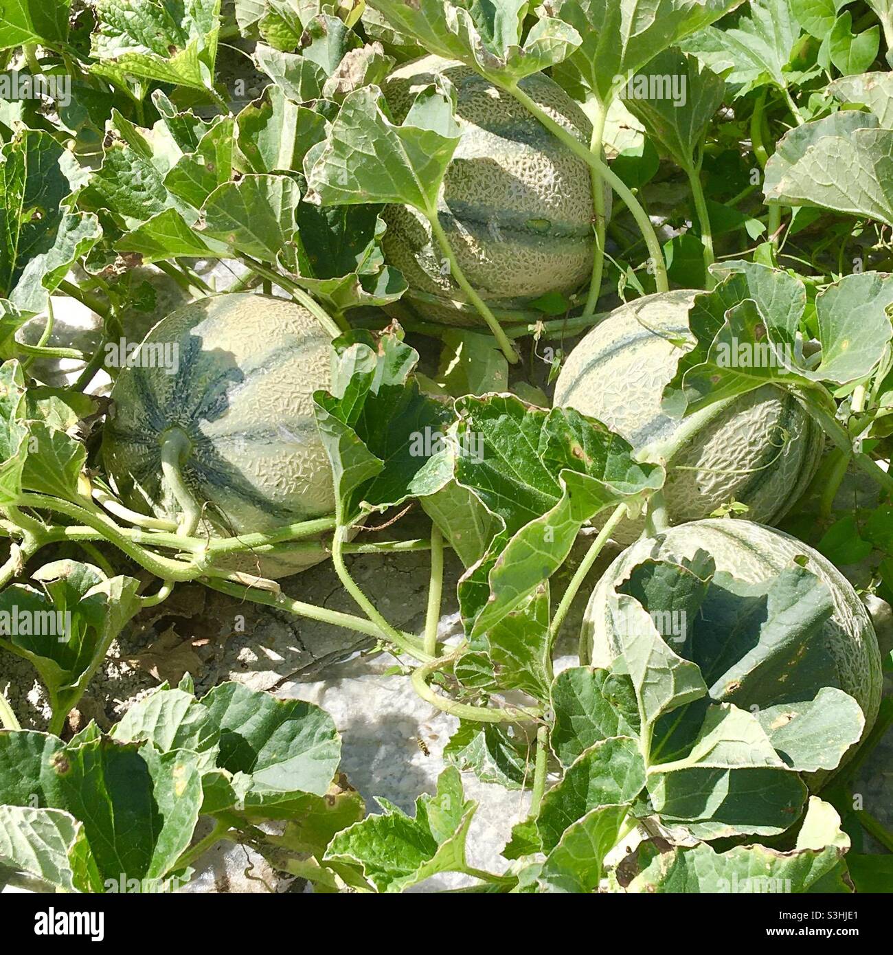 How melons grow Stock Photo Alamy